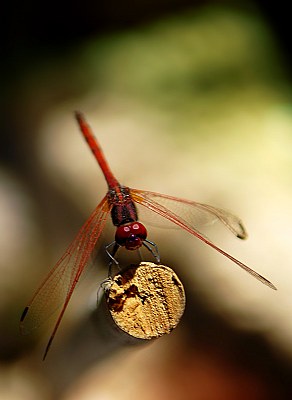 Dragonfly......