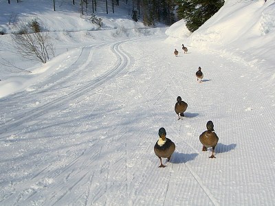 duck skiing