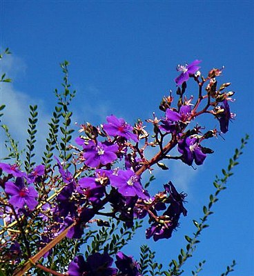 Violet & Blue