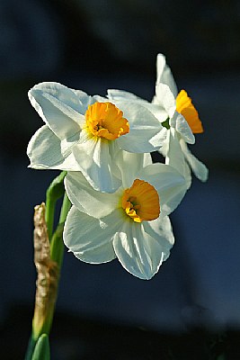 Three Daffodils