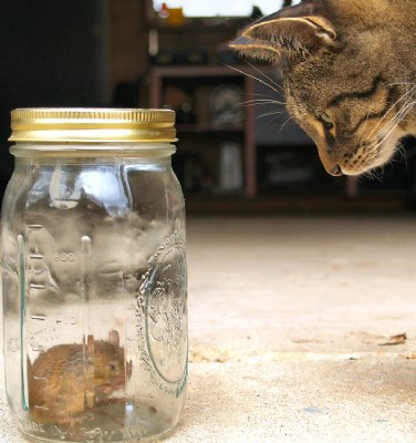 Catch and Release