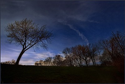 Tree Silhouette