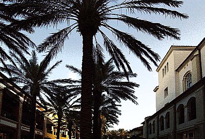 City Place Palms