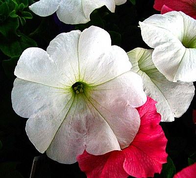 White Petunia - Spring 2006