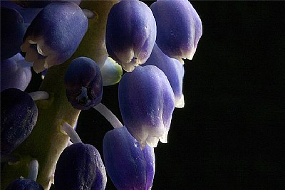 hyacinth cluster