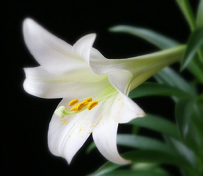 Easter Lilly #2