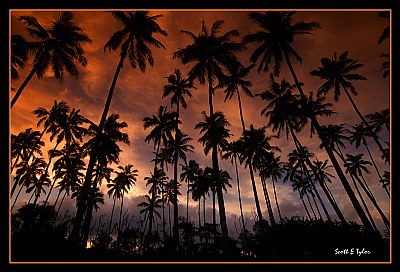 Coconut Dreams