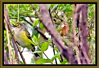 Whte-eyed Vireo