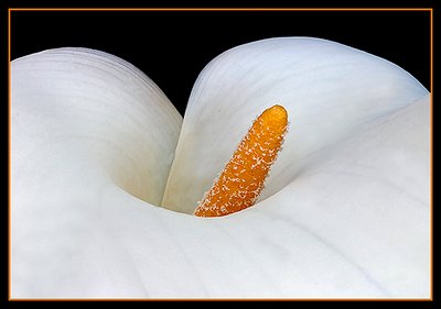 Arum  Abstract