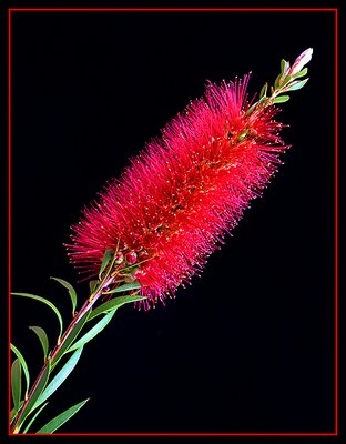 Bottle Brush