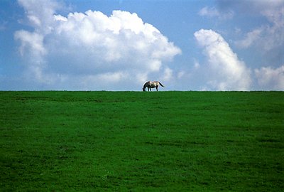 Kentucky Horse