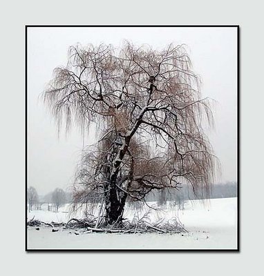 Willow Tree