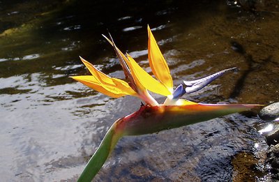 bird of paradise