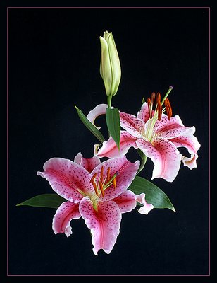 Stargazer Lilies