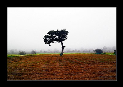 alone tree