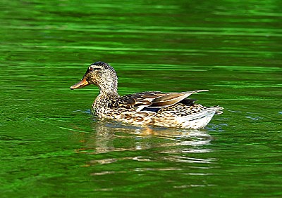 Mallard in Spring