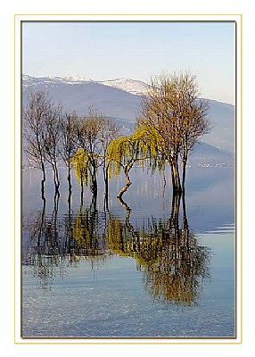 Lake,Trees and Reflection
