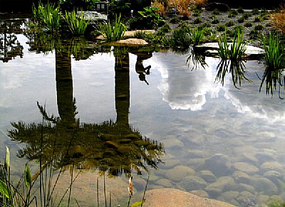 Pan Reflection