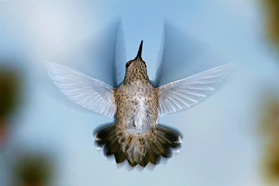 Anna's Hummingbird " Queenie"