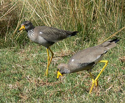 Plovers