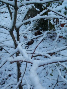 Snowy Branch