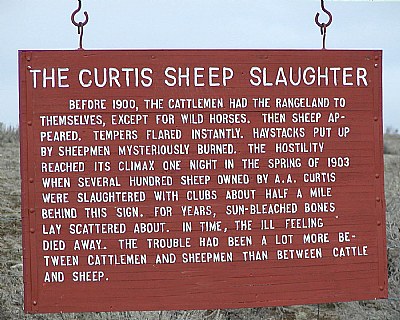 Curtis Sheep Slaughter