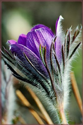 garden beauty