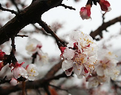 Blossom and snow