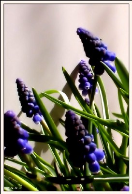 Muscari