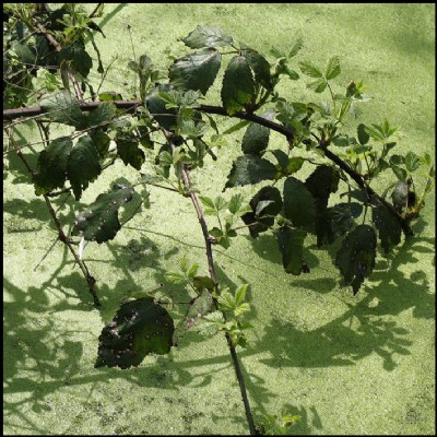 Rose leaves