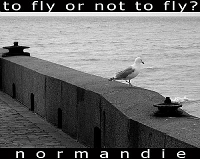 To fly or not to fly?