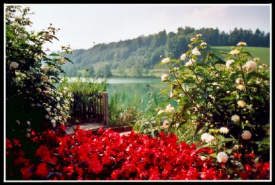 A garden on the shore