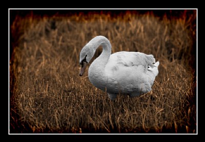 swan