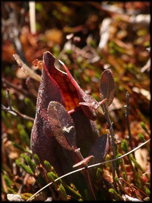 Northern Pitcher Plant