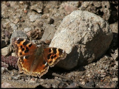 Compton Tortoiseshell (Nymphalis vaualbum)