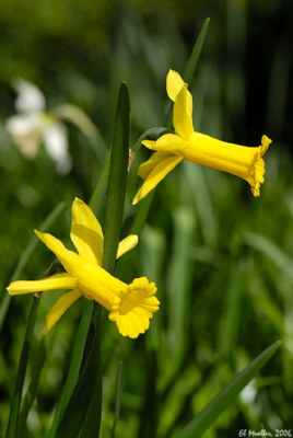 Cyclamen Narcissus