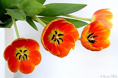 ~ Tulips #2 ~