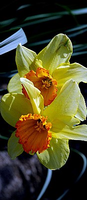 A pair of daffodils