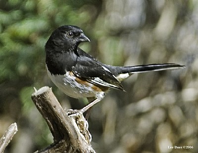 Eastern Towhee