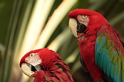 Colorful couple