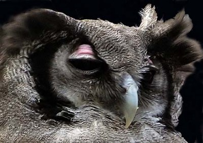 Eagle Owl