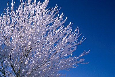 Blue, White and Cold