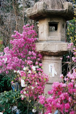 Stone Lantern, Pink Flowers.