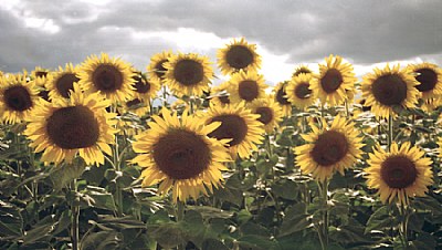 Girasoles para Alicia 