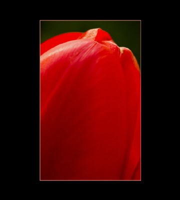 Tulip #1