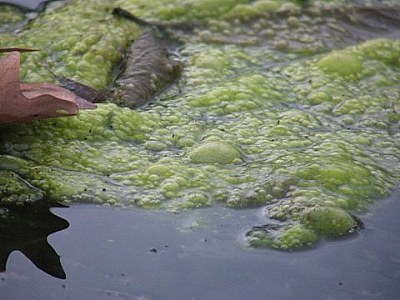 spring growth - algae