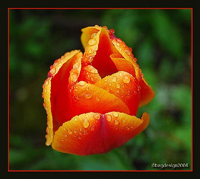 Wet Tulip