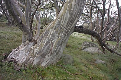 Aging Sentinel and Reach