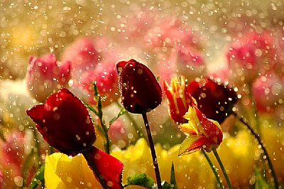 tulips and rain 