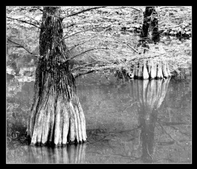 Trees into the lake